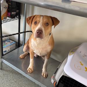 Hammerhead, Terrier, adult, available for adoption