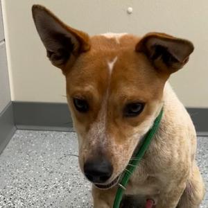 Grandpa Smith, Terrier, Rat, adult, available for adoption