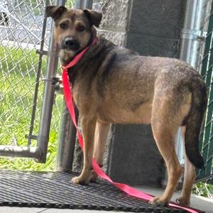 Porky, Shepherd, adult, available for adoption