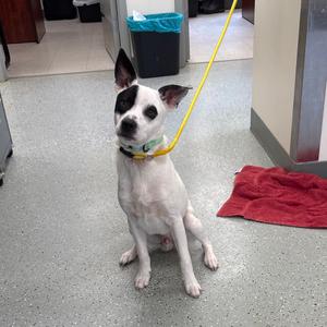 Gizmo, Terrier, available for adoption