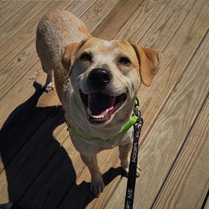 Buddy Bear, Hound, adult, available for adoption