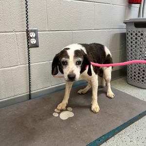 Waldo, Beagle, senior, available for adoption