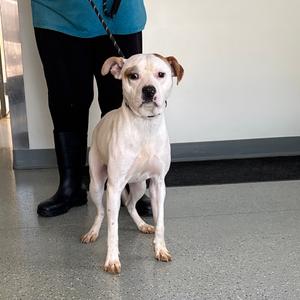 Stingray, Terrier, adult, available for adoption