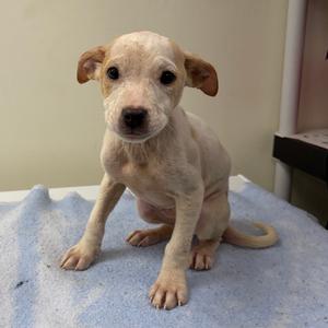 Flounder, Terrier, puppy, available for adoption