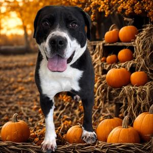 Bud, Collie, Border, available for adoption