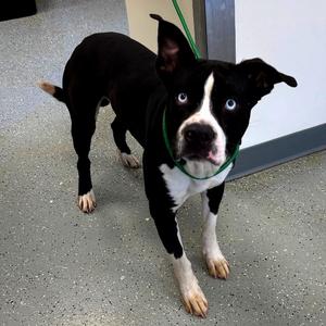 Prince, Terrier, adult, available for adoption