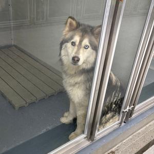 Meeka, Husky, adult, available for adoption