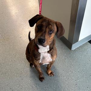 Copper, Mixed Breed (Large), adult, available for adoption