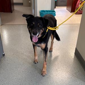 Dotty, Shepherd, senior, available for adoption