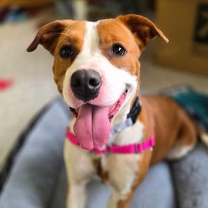 Beth, Terrier, young, available for adoption
