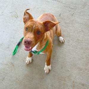 Peanut Brittle, Mixed Breed (Medium), young, available for adoption