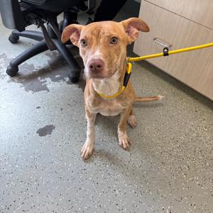 Marble, Mixed Breed (Medium), adult, available for adoption