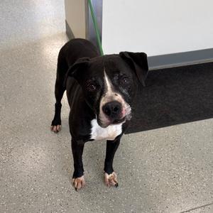 Max, Terrier, available for adoption