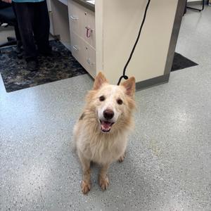 Todd, Collie, adult, available for adoption
