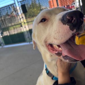 Seagram, Terrier, adult, available for adoption