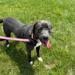 Goober, Retriever, adult, available for adoption