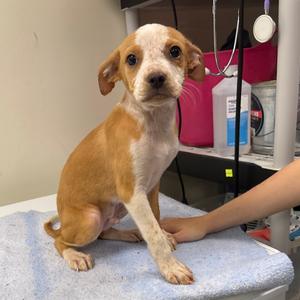 Lobster, Terrier, puppy, available for adoption