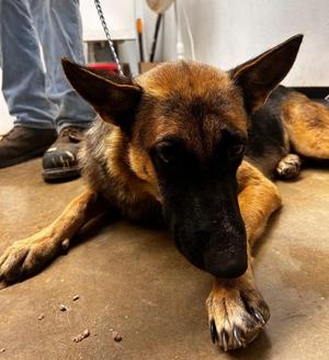 Cagney, Belgian Shepherd / Malinois / German Shepherd Dog, young, available for adoption