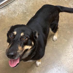 Abi-snail, Labrador Retriever / Husky, adult, available for adoption