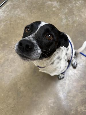 Bonnie, Terrier, adult, available for adoption