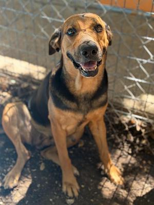 Fidler - B (Gummie), Mixed Breed / Shepherd, adult, available for adoption
