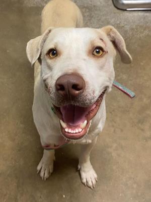 A white dog with brown eyes and a pink nose, wearing a green collar, looking up with its mouth open and tongue out.