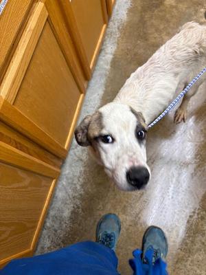 Chicken, Mixed Breed, young, available for adoption