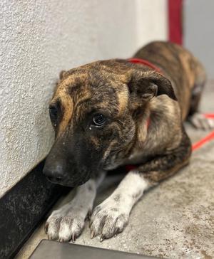 Brussel Sprout, Mixed Breed, puppy, available for adoption