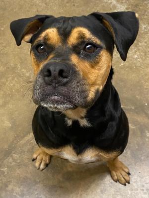 Chorizo, Rottweiler / Boxer, young, available for adoption