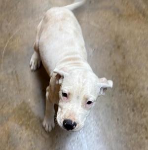 a white puppy standing on a concrete floor