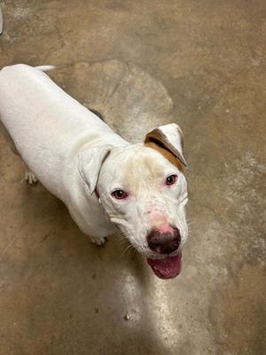 A white dog with brown patches on its ears and face, standing on a concrete floor and looking up with its mouth open.