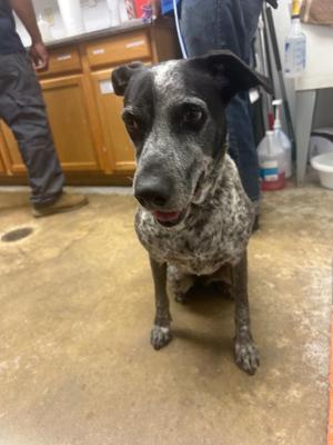 Mama Dog, Australian Cattle Dog / Blue Heeler / Mixed Breed, adult, available for adoption