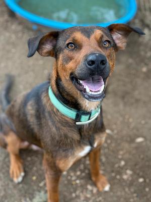 Marc, Mixed Breed, young, available for adoption