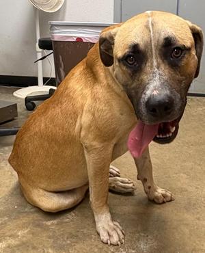 Elko, Black Mouth Cur / Pit Bull Terrier, young, available for adoption