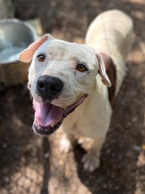 Lone Star, Pit Bull Terrier / Mixed Breed, adult, available for adoption