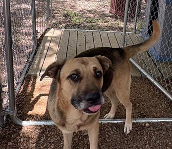 Fidler - M/ Mississippi, Mixed Breed, young, available for adoption