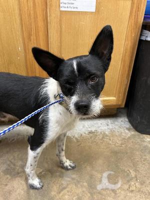 Clyde, Terrier, adult, available for adoption