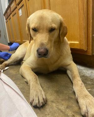 Eugene, Golden Retriever / Labrador Retriever, adult, available for adoption