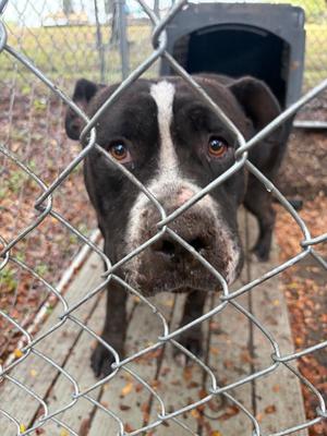 Connor, Pit Bull Terrier / Mixed Breed, adult, available for adoption