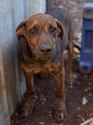 Alexandrea, Catahoula Leopard Dog / Mixed Breed, puppy, available for adoption