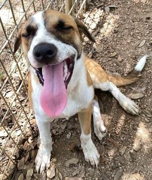 Diamond, Mixed Breed, young, available for adoption