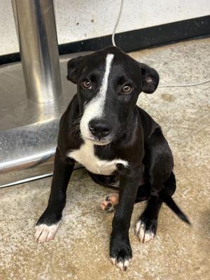 Blaze, Border Collie / Labrador Retriever, puppy, available for adoption
