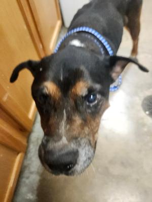 Gator, Mixed Breed, senior, available for adoption