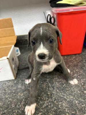 Daisy, Mixed Breed, puppy, available for adoption