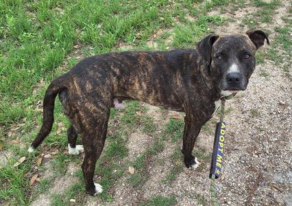 Willis, Mixed Breed / Pit Bull Terrier, young, available for adoption