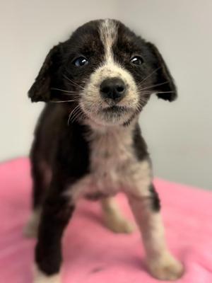 Bluebell, Collie / Mixed Breed, puppy, available for adoption