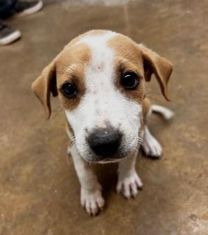 Hatter, Mixed Breed, puppy, available for adoption