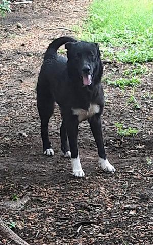 Daisy, Border Collie / Labrador Retriever, senior, available for adoption