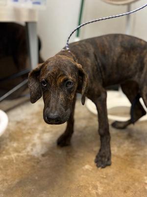 Delilah, Catahoula Leopard Dog / Mixed Breed, puppy, available for adoption