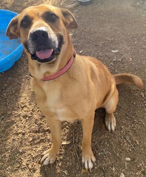 a brown dog with a pink collar sitting on the ground